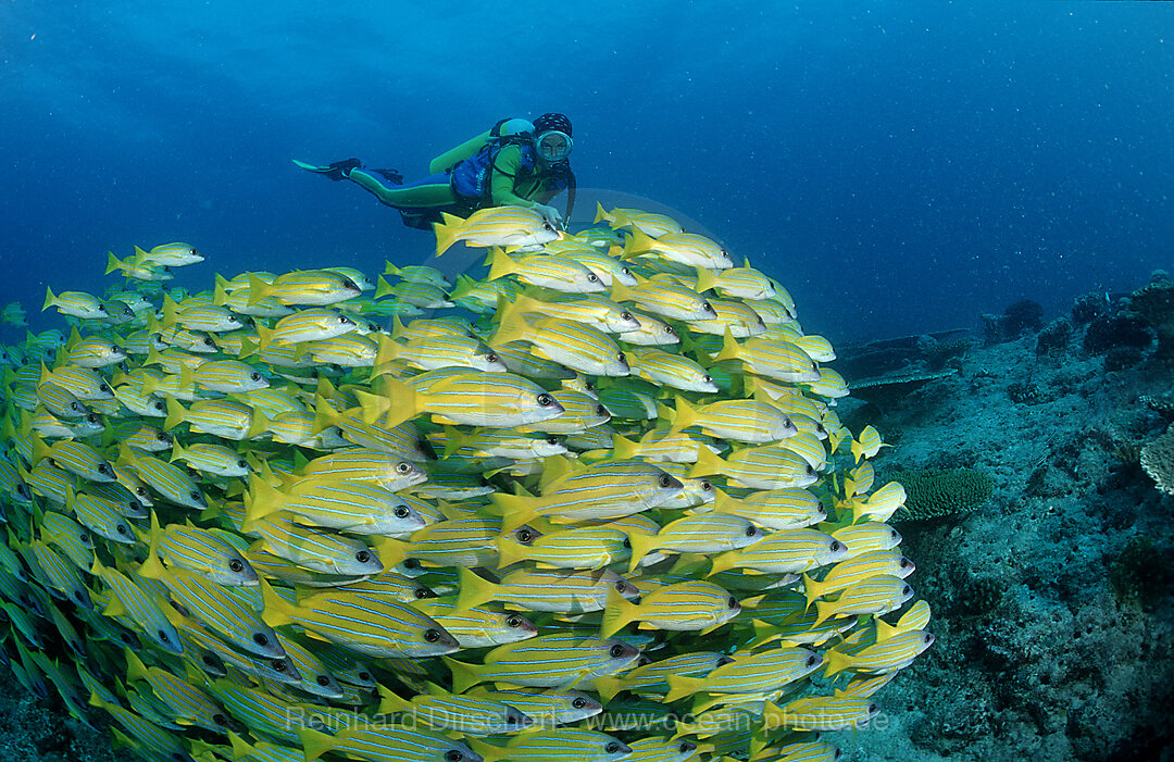 Schwarm Fuenfstreifen-Schnapper und Taucher, Lutjanus quinquelineatus, Indischer Ozean, Ari Atoll, Malediven