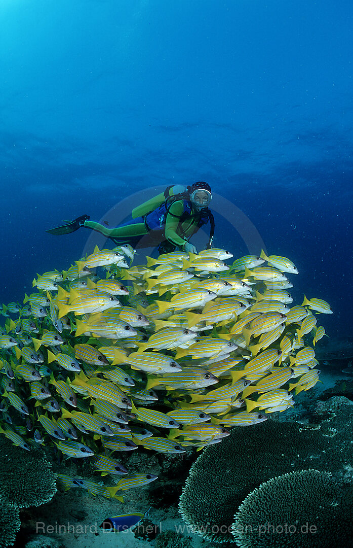 Schwarm Fuenfstreifen-Schnapper und Taucher, Lutjanus quinquelineatus, Indischer Ozean, Ari Atoll, Malediven