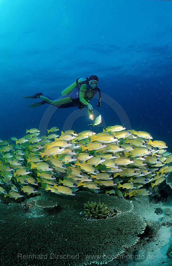 Schwarm Fuenfstreifen-Schnapper und Taucher, Lutjanus quinquelineatus, Indischer Ozean, Ari Atoll, Malediven