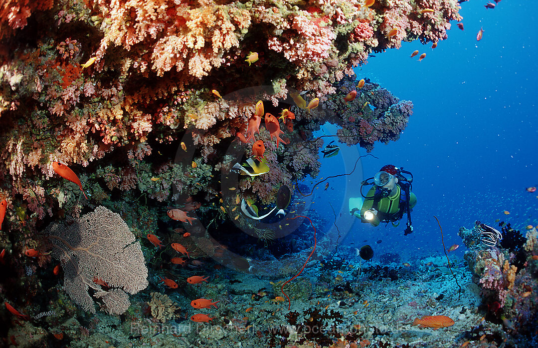 Taucher unter Korallenueberhang, Indischer Ozean, Ari Atoll, Malediven