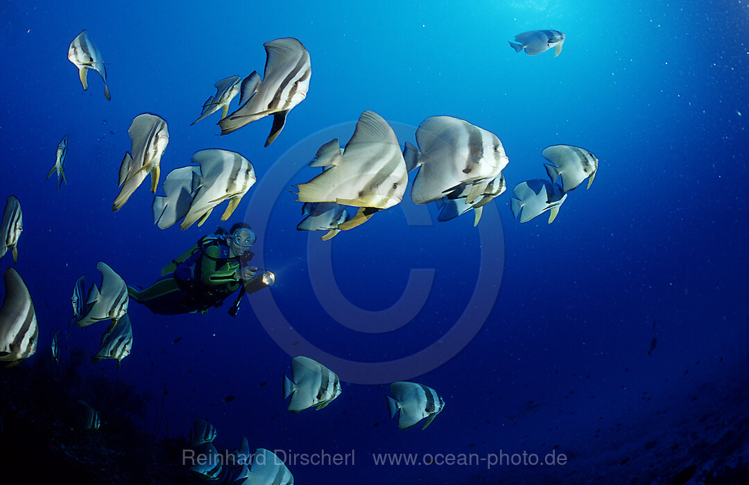 Langflossen-Fledermausfisch und Taucher, Platax teira, Indischer Ozean, Ari Atoll, Malediven