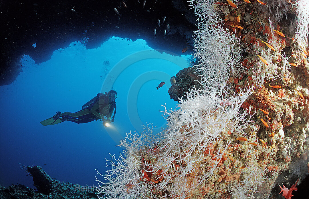 Taucher unter Korallenueberhang, Indischer Ozean, Ari Atoll, Malediven