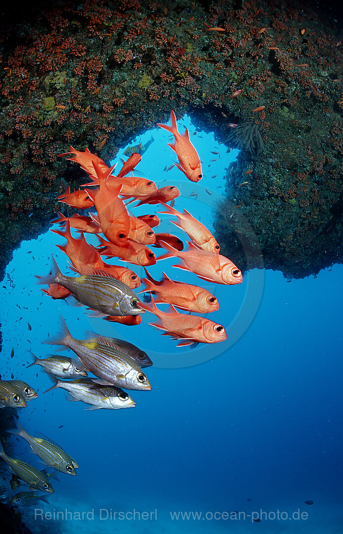 Blotcheye soldierfishes, Underwater cave
