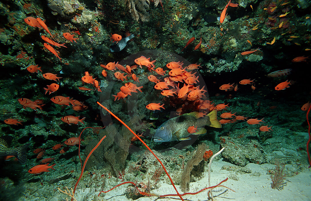 Blotcheye soldierfishes, Overhang