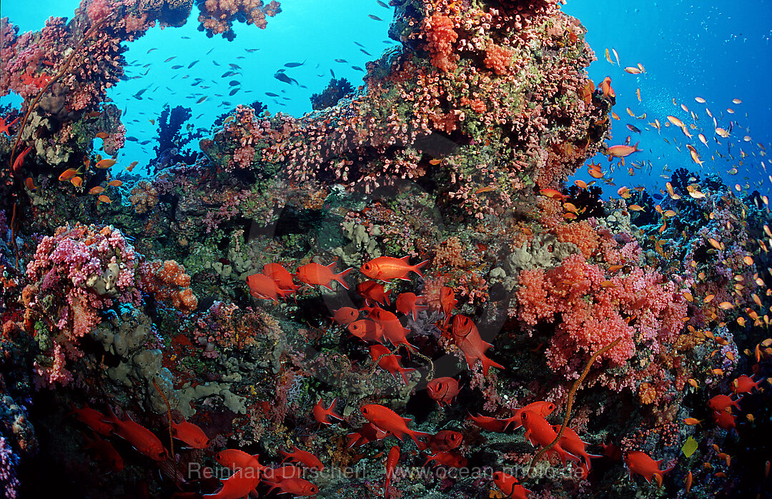 Blotcheye soldierfishes