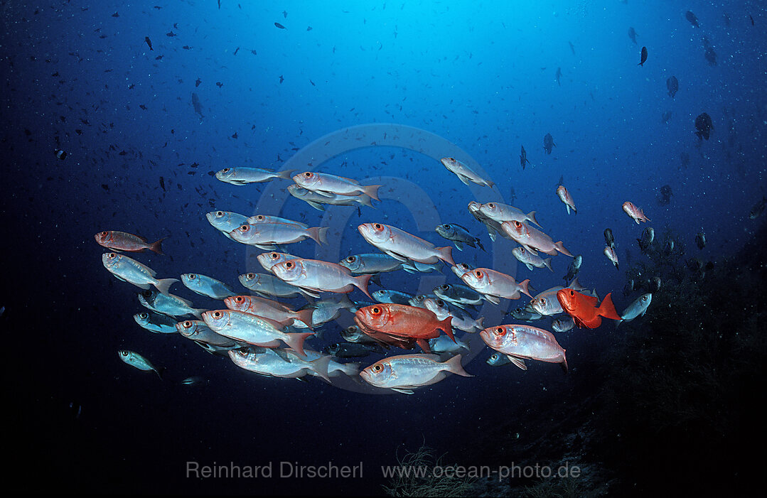 Schwarm Grossaugenbarsche, Priacanthus hamrur, Indischer Ozean, Ari Atoll, Malediven