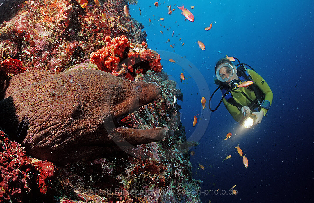 Giant moray and scuba diver, Gymnothorax javanicus,  Indian ocean, Ari Atol, Atoll, Maldives Islands