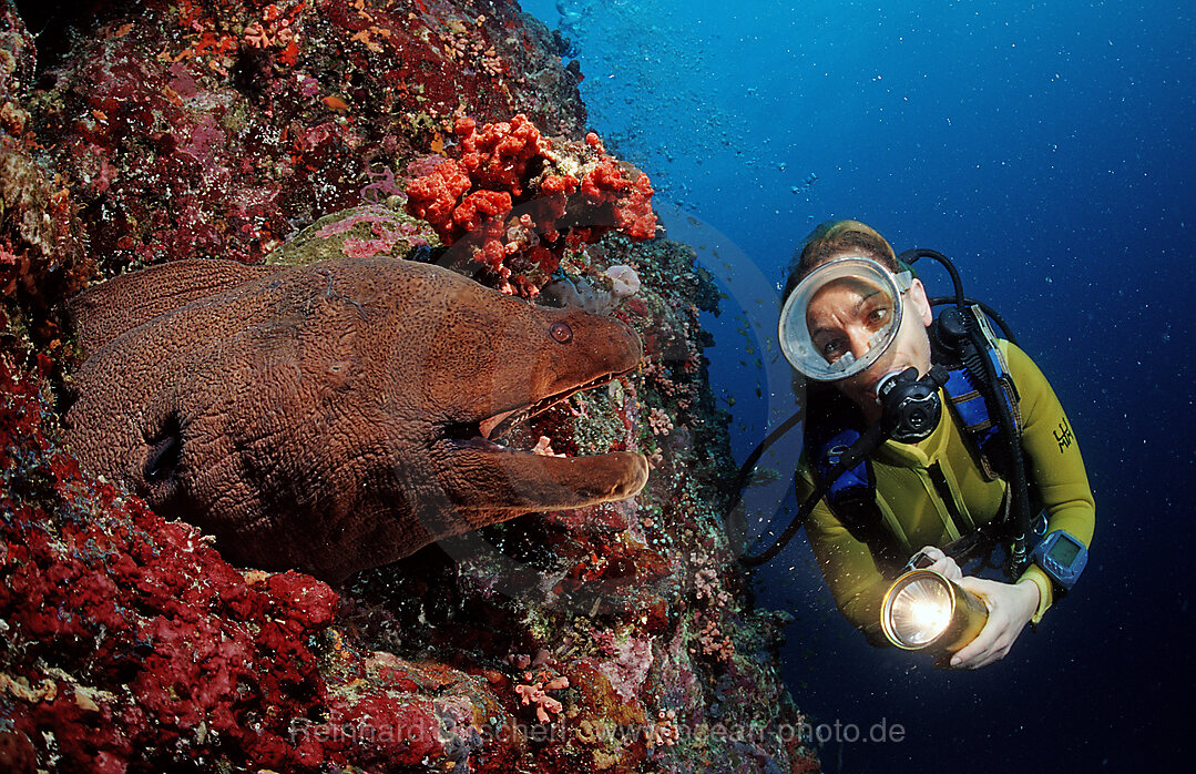 Giant moray and scuba diver, Gymnothorax javanicus,  Indian ocean, Ari Atol, Atoll, Maldives Islands