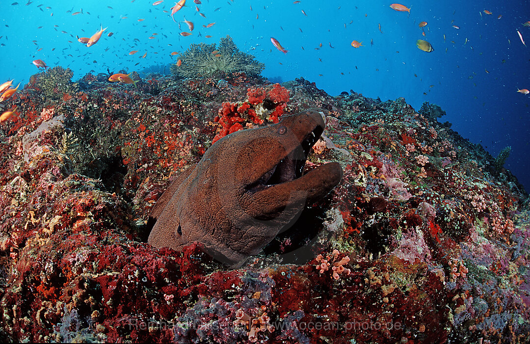 Giant moray