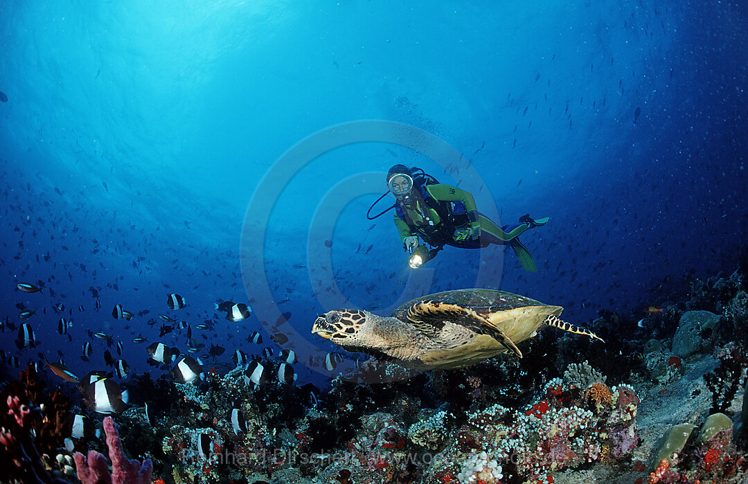 Hawksbill turtle and scuba diver