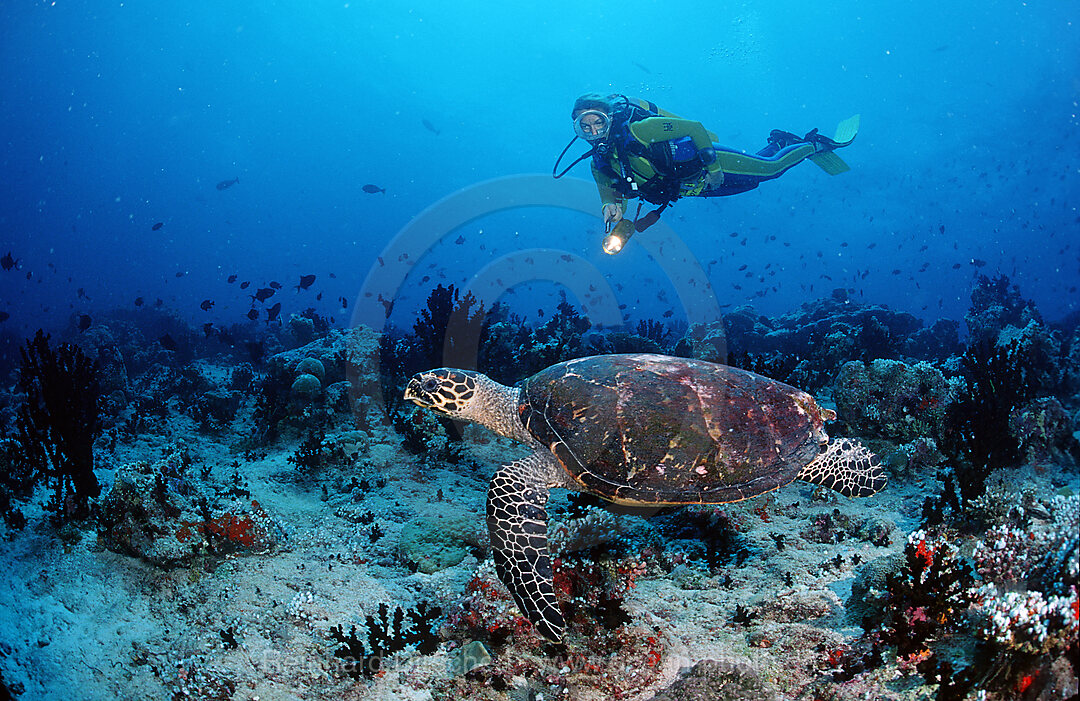 Karettschildkroete und Taucher