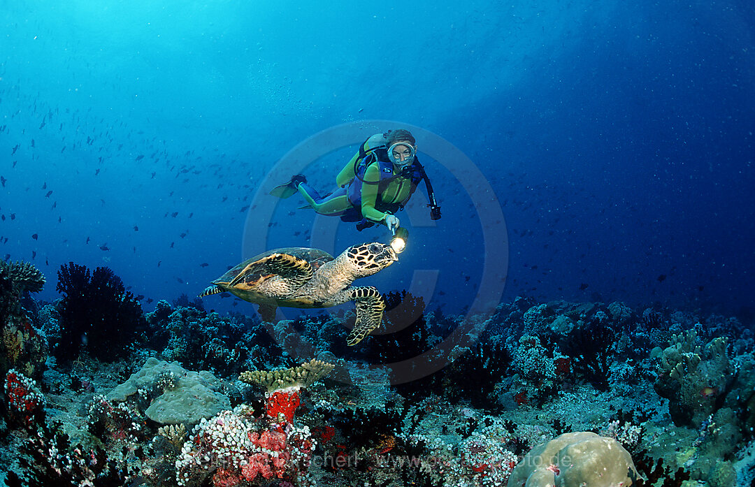 Karettschildkroete und Taucher
