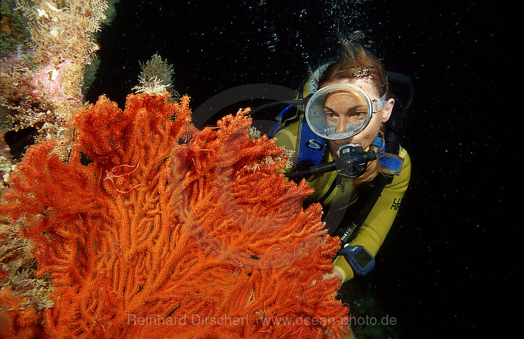Night dive