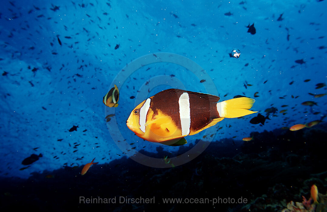 Clarks Anemonenfisch, Amphiprion clarkii, Indischer Ozean, Ari Atoll, Malediven