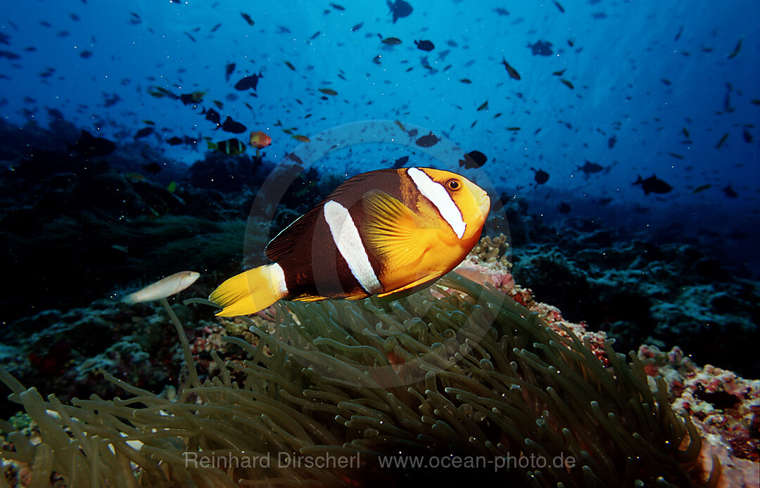 Clarks Anemonenfisch, Amphiprion clarkii, Indischer Ozean, Ari Atoll, Malediven