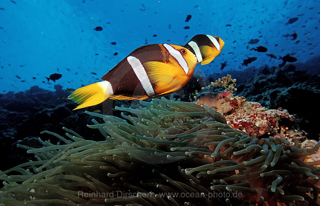 Clarks Anemonenfisch, Amphiprion clarkii, Indischer Ozean, Ari Atoll, Malediven