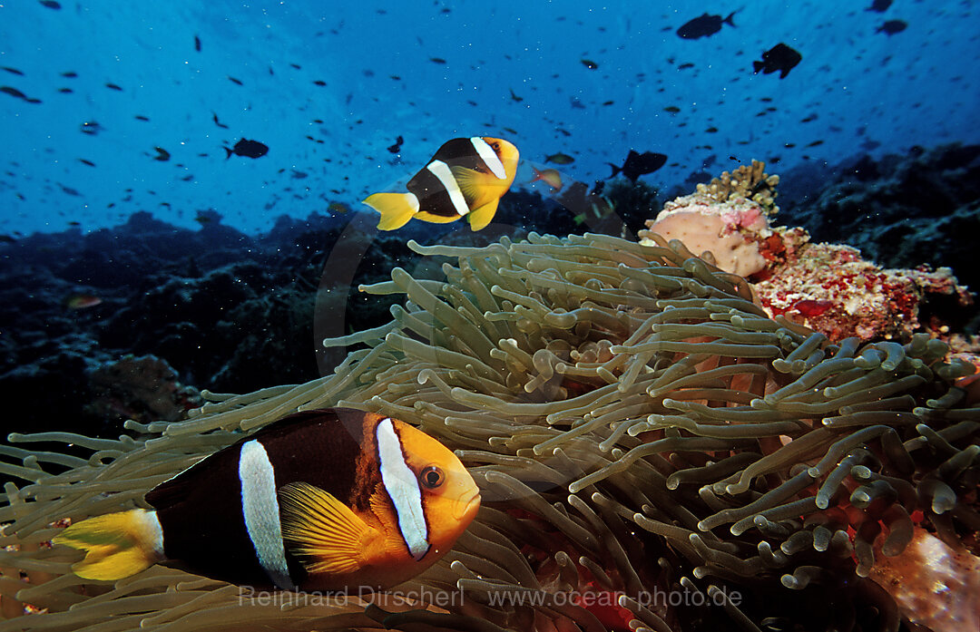 Clarks Anemonenfisch