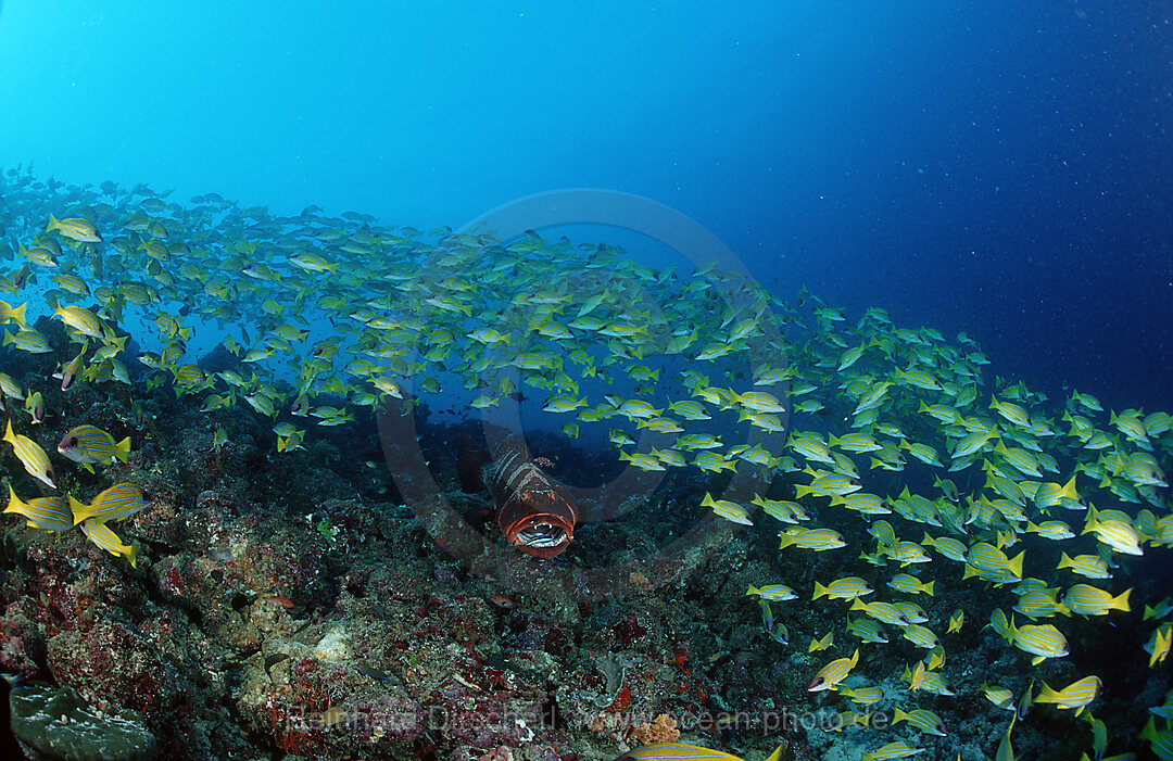 Sattel-Forellenbarsch inmitten von Fuenfstreifen-Schnapper, Plectropomus laevis, Lutjanus quinquelineatus, Indischer Ozean, Ari Atoll, Malediven