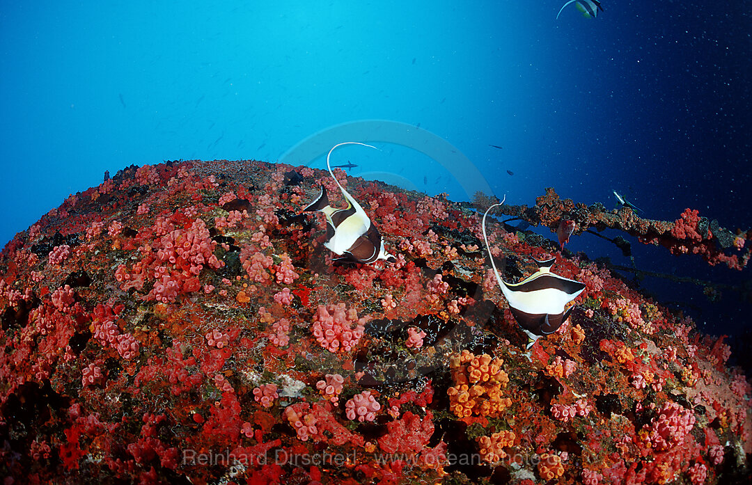 Halfterfisch