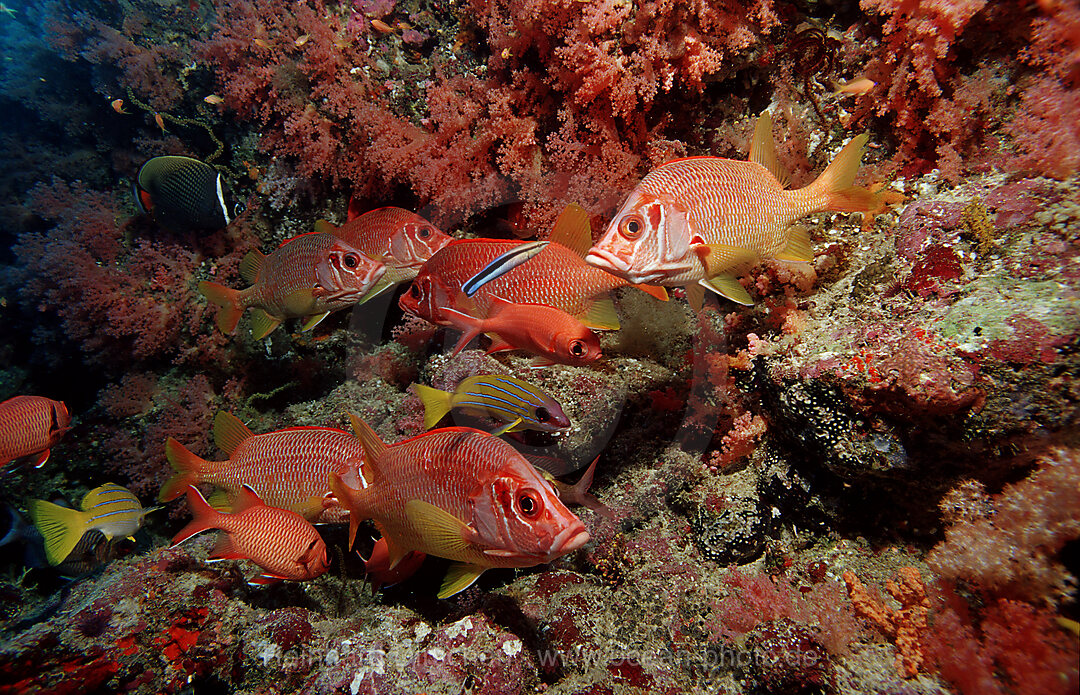 Grossdorn-Husarenfisch