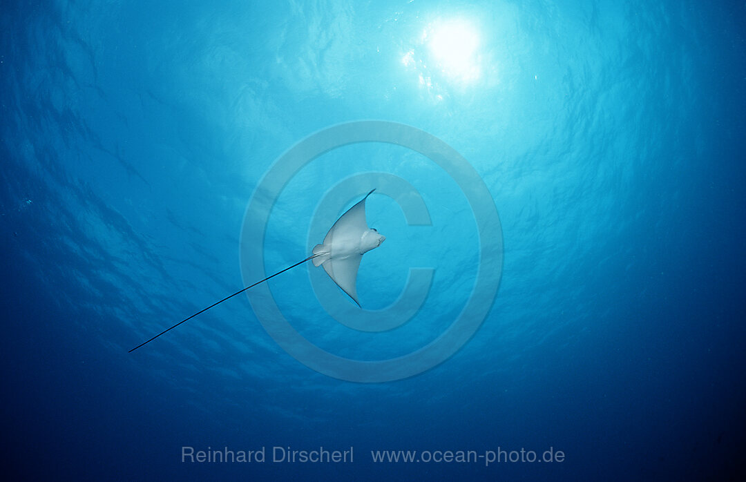 Adlerrochen im Gegenlicht