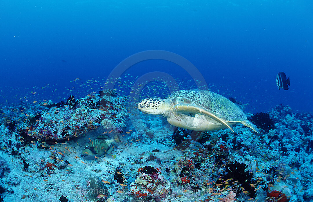 Green Sea Turtle