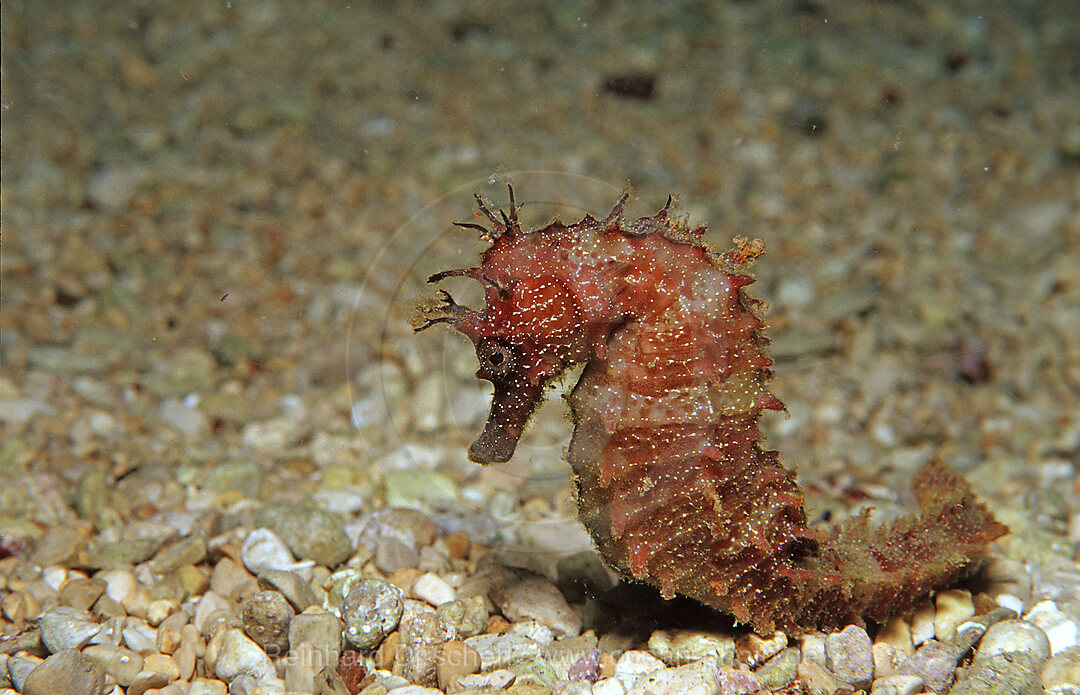 Langschnaeuziges Seepferdchen, Hippocampus guttulatus, Mallorca, Mittelmeer, Spanien