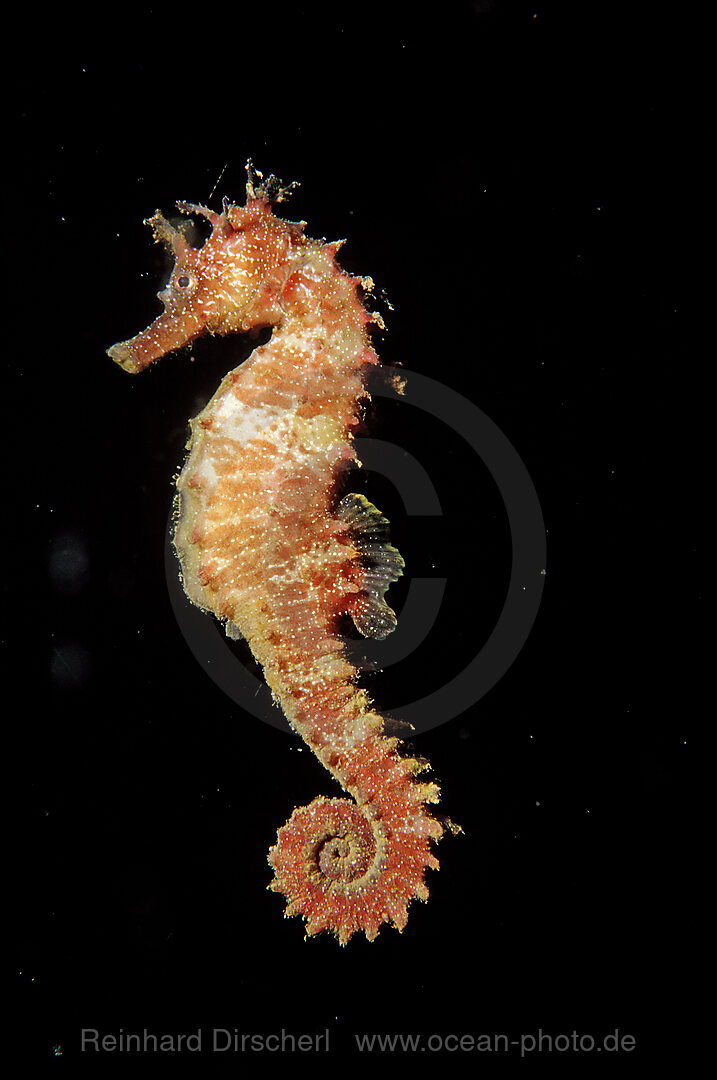 Langschnaeuziges Seepferdchen, Hippocampus guttulatus, Mallorca, Mittelmeer, Spanien