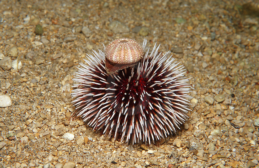 Violetter Seeigel, Sphaerechinus granularis, Mittelmeer, Griechenland