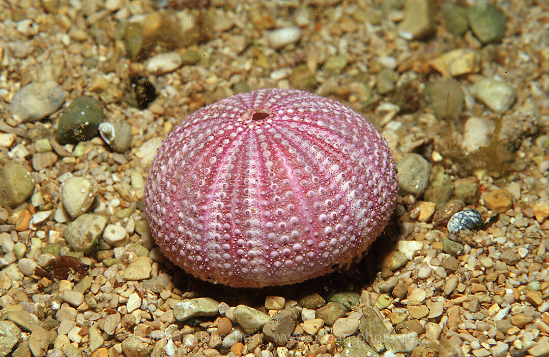 Leere Kalkschale, Violetten Seeigel, Sphaerechinus granularis, Mittelmeer, Griechenland