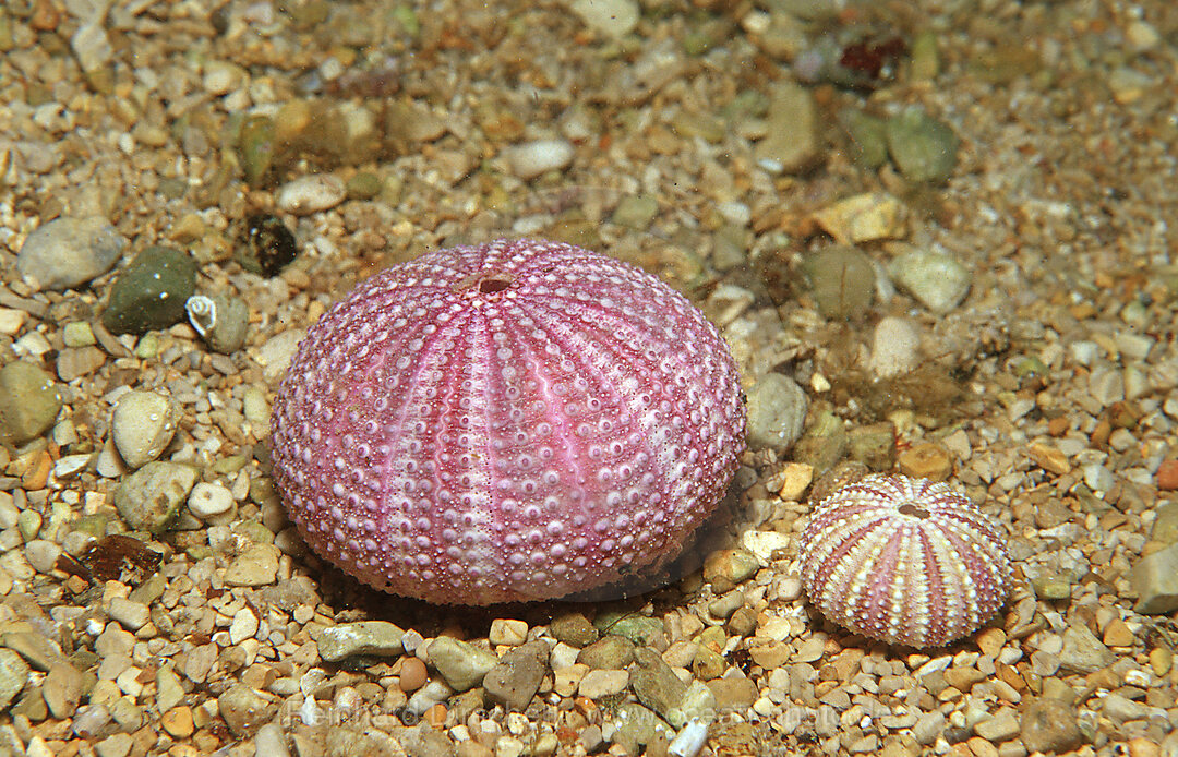 Leere Kalkschale, Violetten Seeigel, Sphaerechinus granularis, Mittelmeer, Griechenland