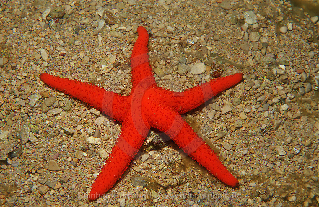 Purpurseestern, Echinaster sepositus, Mittelmeer, Griechenland