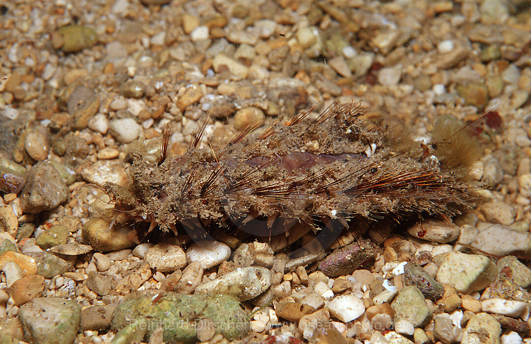 Seemaus, Aphrodita aculeata, Mittelmeer, Griechenland