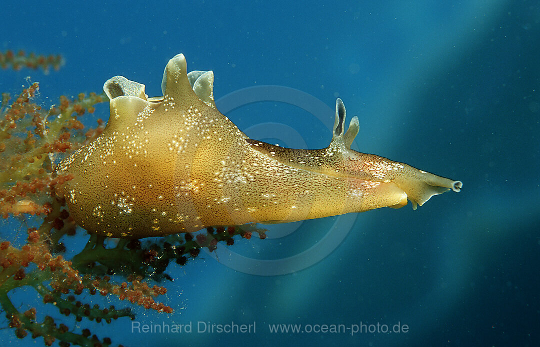 Kleiner gepunkteter Seehase, Aplysia rosea, Mittelmeer, Kroatien, Istrien