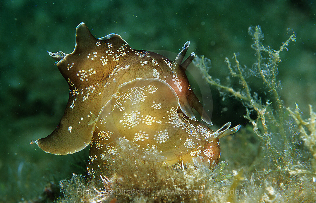 Kleiner gepunkteter Seehase, Paarung, Aplysia rosea, Mittelmeer, Kroatien, Istrien