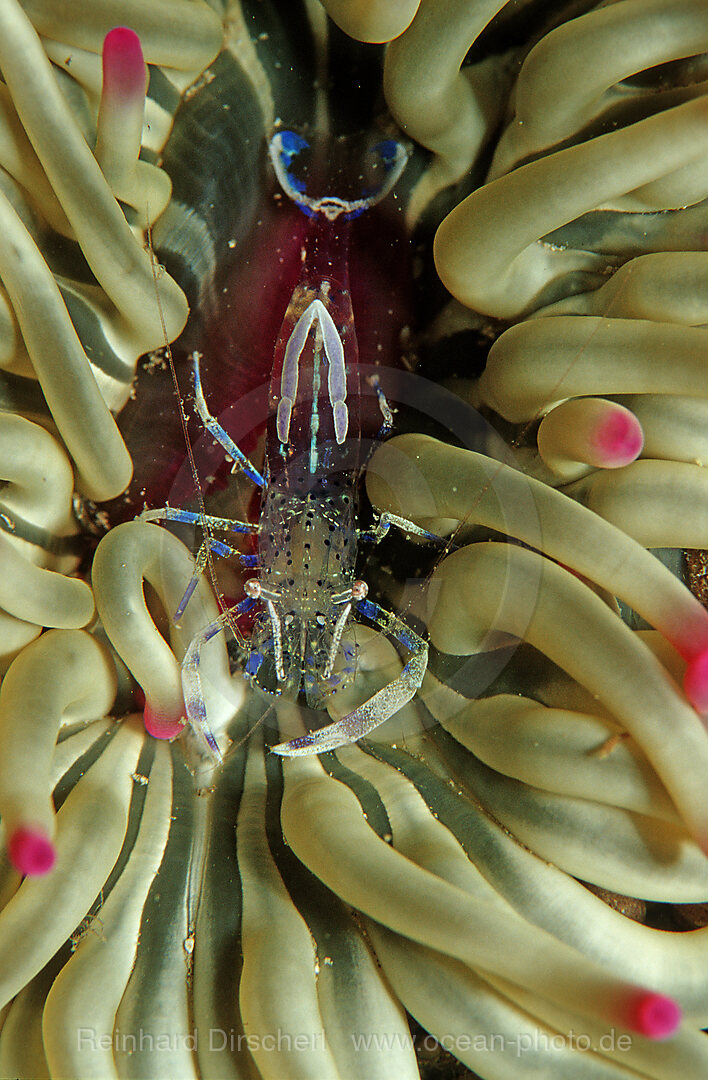 Blau-weisse Partnergarnele, Periclimenes sagittifer, Mittelmeer, Kroatien, Istrien