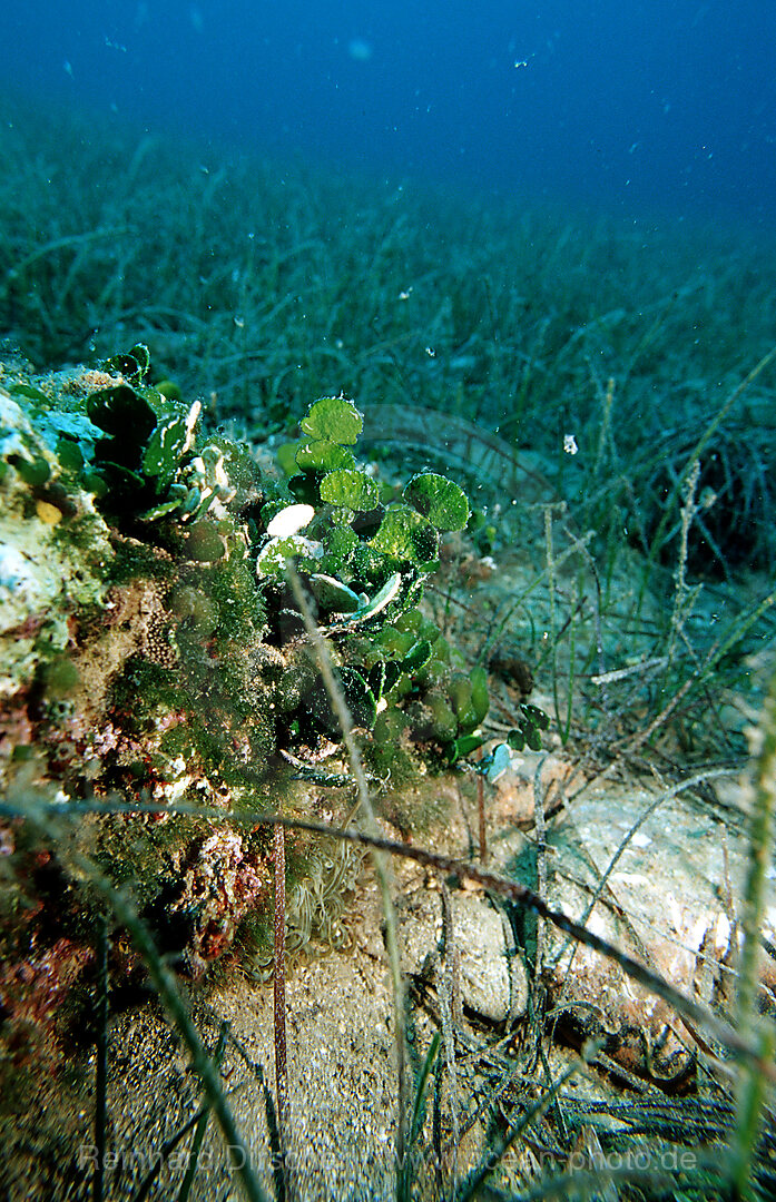 Alge, Killeralge, Caulerpa prolifera, Mittelmeer, Kroatien, Istrien