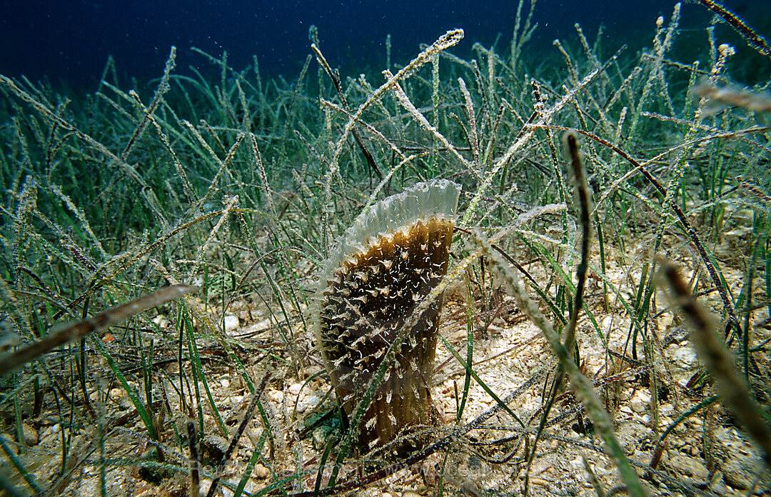 fan mussel in seagrass
