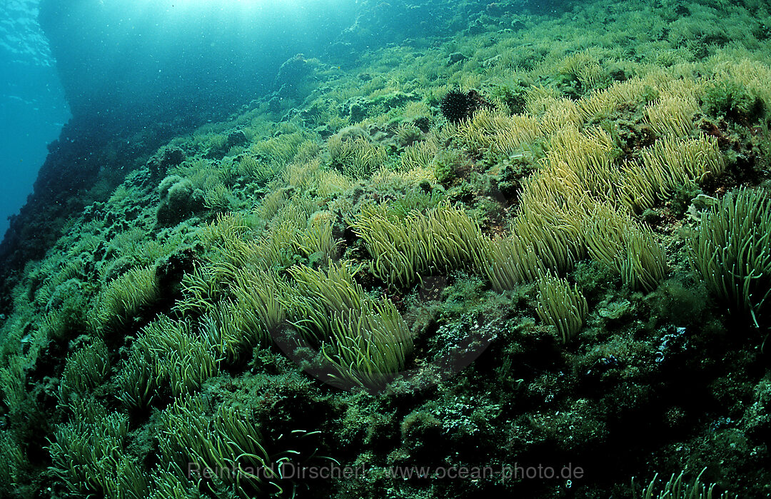 Wachsrose, Fels mit Wachsrosen, Anemonia sulcata, Mittelmeer, Kroatien, Istrien