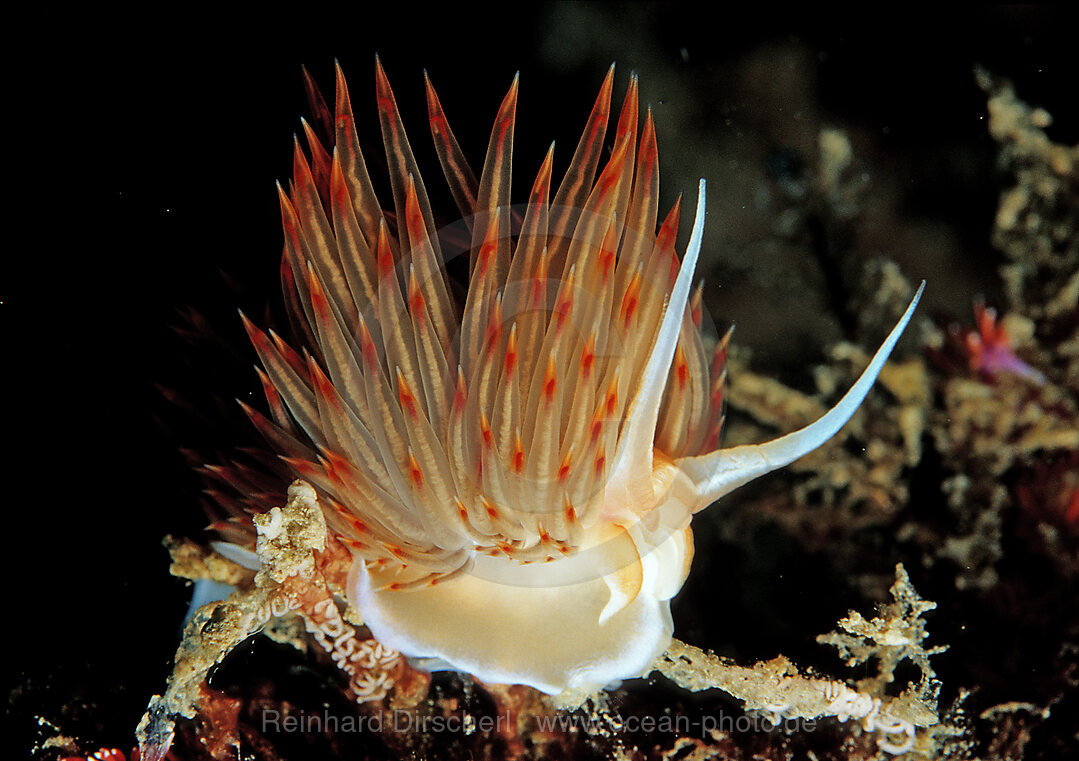 Grosse Orangerote Fadenschnecke, Godiva banyulensis, Mittelmeer, Kroatien, Istrien