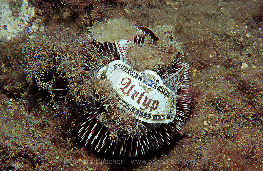 Violetter Seeigel mit Abfall, Sphaerechinus granularis, Mittelmeer, Kroatien, Istrien