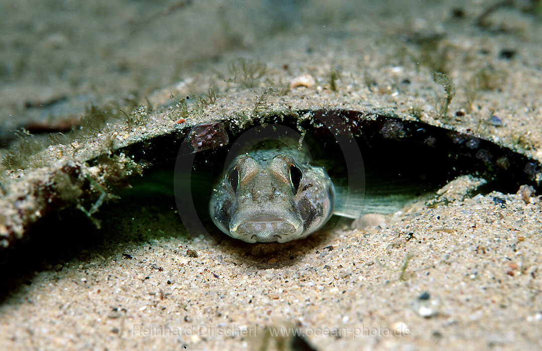 Schwarzgrundel nutzt Glasscherbe als Unterschlupf, Gobius niger jozo, Mittelmeer, Kroatien, Istrien