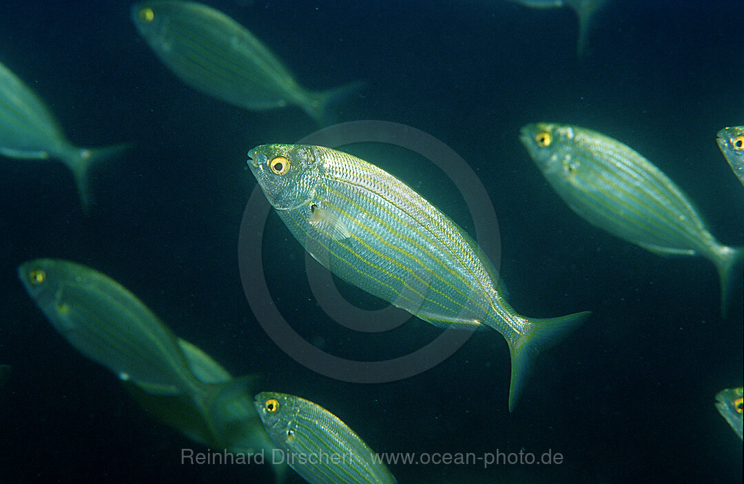 Goldstrieme, Sarpa salpa, Mittelmeer, Kroatien, Istrien