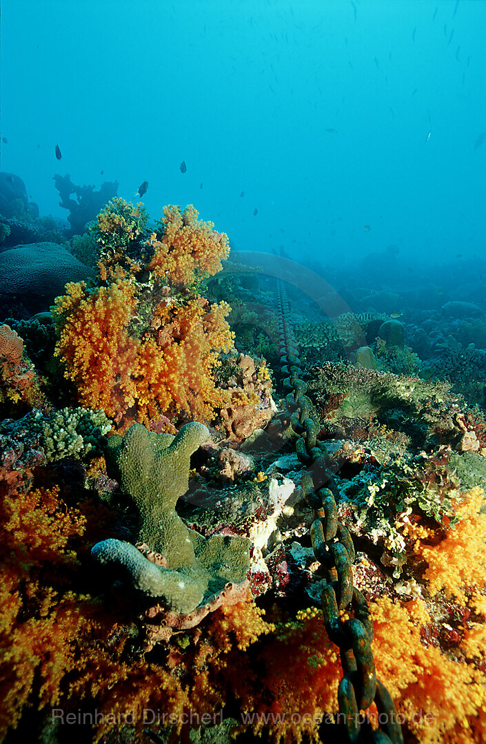 Ankerkette zerstoert Korallenriff, Pazifik, Papua Neu Guinea