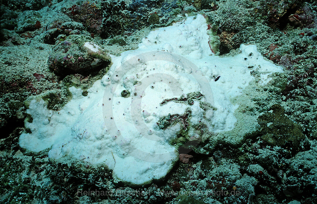 Coral bleaching, Bleached coral reef