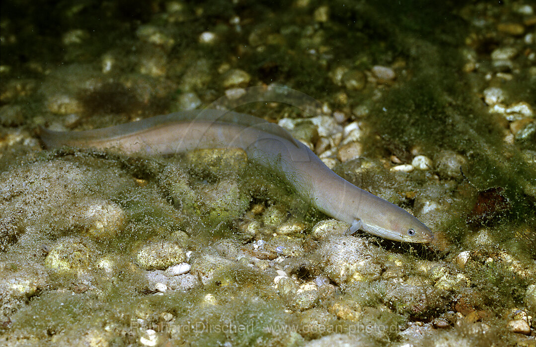 European Eel