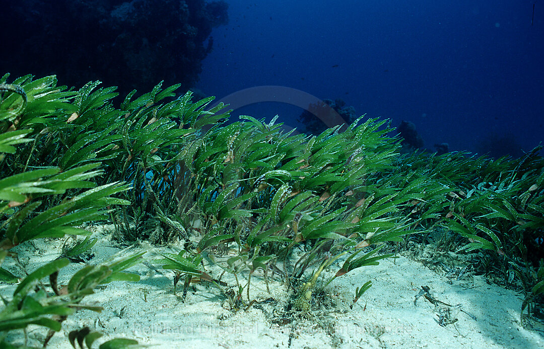 Sea grass, seagrass