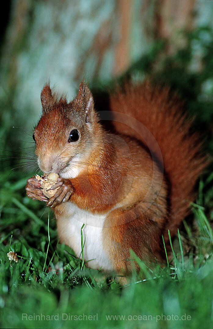 Eichhoernchen, Eichhoernchen frisst Nuss