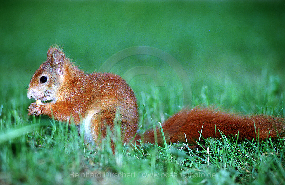 Eichhoernchen, Eichhoernchen frisst Nuss, Sciurus vulgaris, Bayern, Deutschland