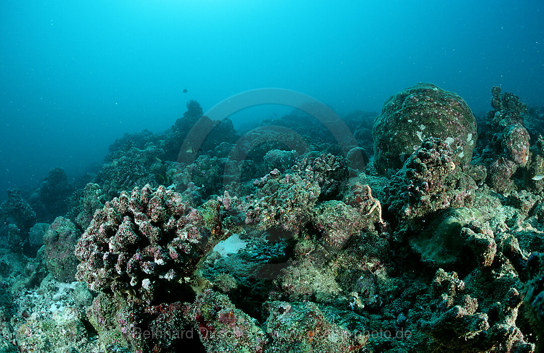 Coral bleaching, Dead coral reef
